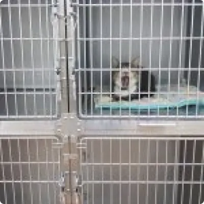 ホテルにあるケージの中にいる猫の写真