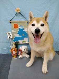 日本犬の　小太郎ちゃん